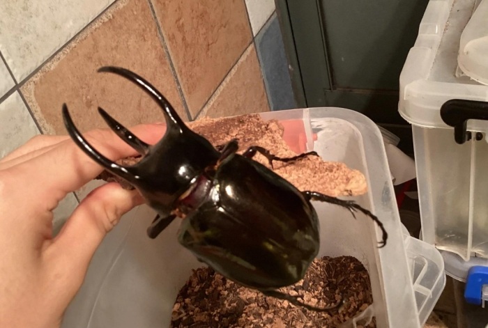 南洋大兜蟲特徵 南洋大兜蟲特徵