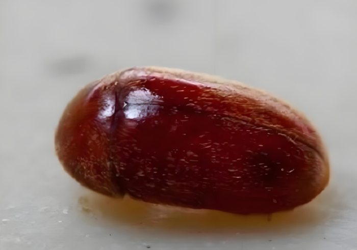 煙甲蟲 煙甲蟲