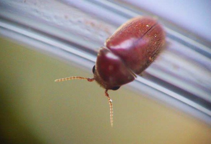 煙甲蟲來源 煙甲蟲來源