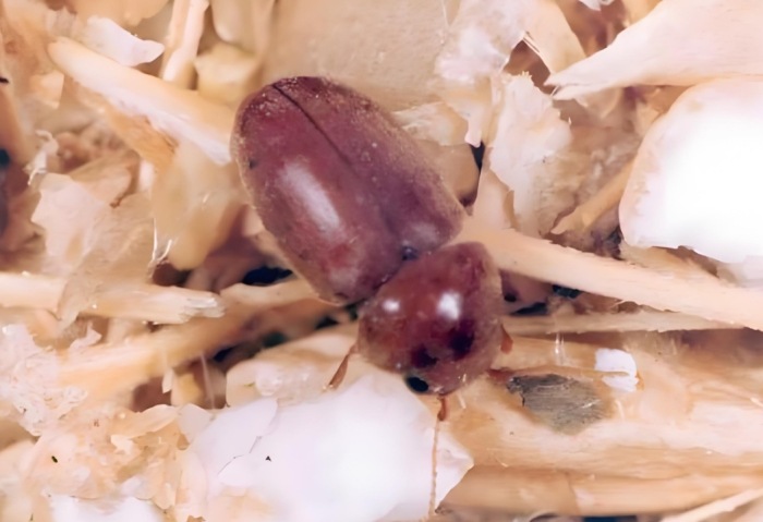煙甲蟲危害 煙甲蟲危害
