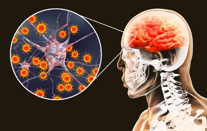 蚊子種類 蚊子種類