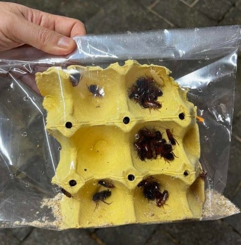 櫻桃蟑螂購買