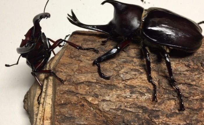獨角仙生活習性 獨角仙生活習性