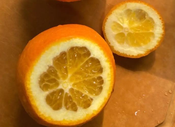 蜘蛛怕什麼天敌 蜘蛛怕什麼天敌