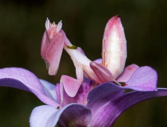 花螳螂