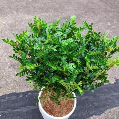 防蚊草