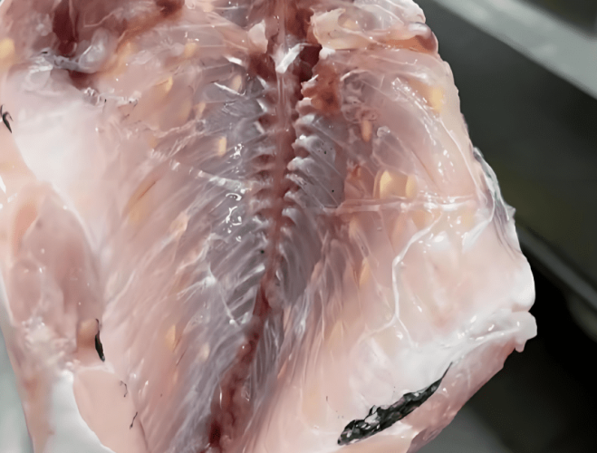 生魚片寄生蟲問題