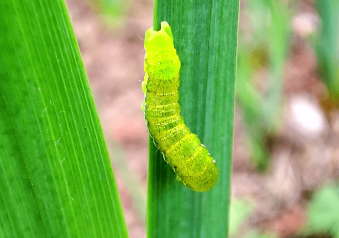 菜蟲可以吃嗎