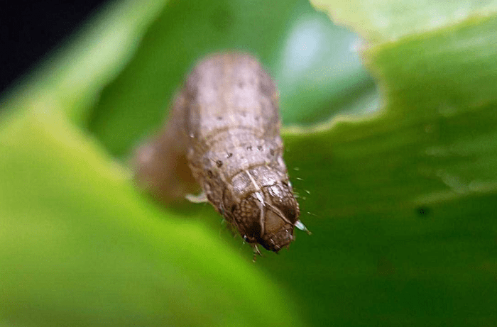 秋行軍蟲食性